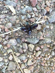 Anoplotrupes stercorosus