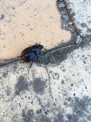 Anoplotrupes stercorosus