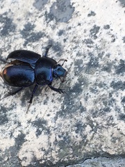 Anoplotrupes stercorosus
