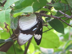 Hypolimnas anthedon wahlbergi