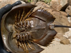 Tachypleus tridentatus