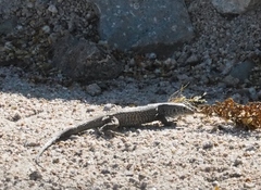 Aspidoscelis tigris tigris