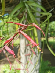 Tillandsia flexuosa