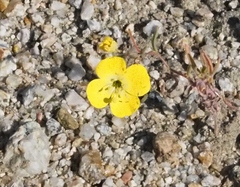 Camissonia kernensis gilmanii