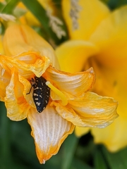 Acmaeodera knowltoni