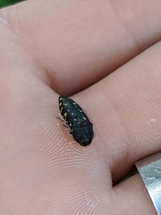 Acmaeodera knowltoni