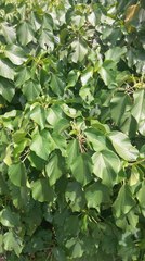 Acalypha angatensis