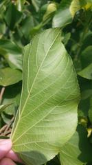 Acalypha angatensis