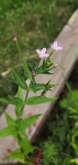 Epilobium adenocaulon
