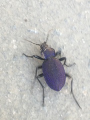 Carabus scabrosus tauricus