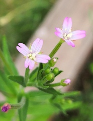 Epilobium adenocaulon