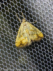 Evergestis extimalis