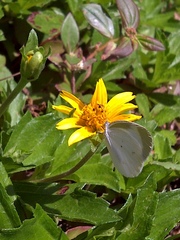 Eurema agave