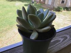 Pachyphytum