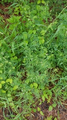 Vicia hirsuta
