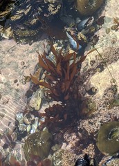 Prionitis lanceolata