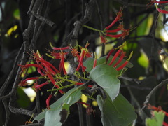 Dendrophthoe falcata