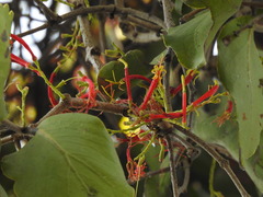 Dendrophthoe falcata