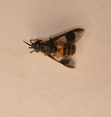Chrysops viduatus
