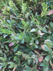 Polygonum aviculare