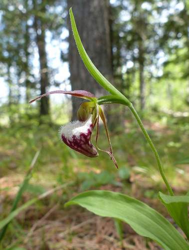 Ram's head lady's slipper (Cypripedium arietinum)
