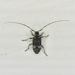 Astylopsis