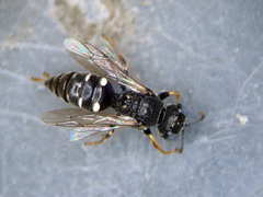 Oxybelus uniglumis