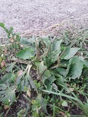 Plantago major