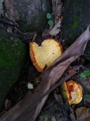 Tabernaemontana alba