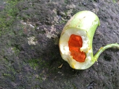 Tabernaemontana alba