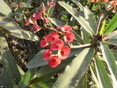 Euphorbia milii