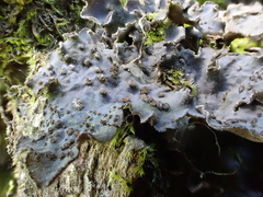 Lobaria hallii
