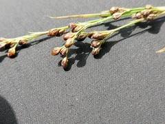 Juncus compressus