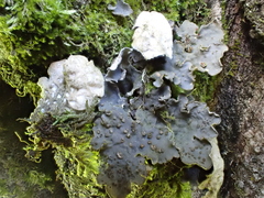 Lobaria hallii