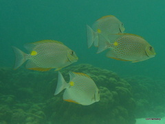 Siganus guttatus