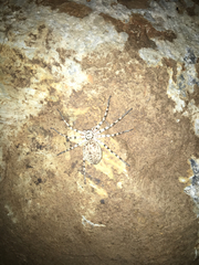Eusparassus walckenaeri