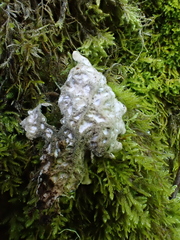 Lobaria hallii