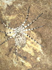 Eusparassus walckenaeri