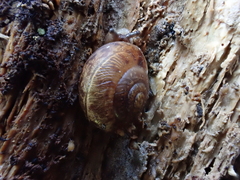 Allogona ptychophora