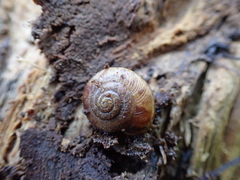 Allogona ptychophora