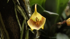 (c) Victor De la Cruz, some rights reserved (CC BY) Masdevallia floribunda, photograph (c) Victor De la Cruz, some rights reserved (CC BY)
