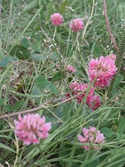 Trifolium hybridum