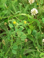 Medicago lupulina