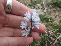 Puschkinia scilloides