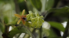 Epidendrum cardiophorum