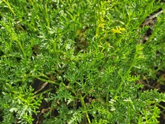 Cymopterus terebinthinus