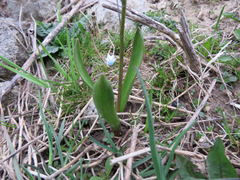 Puschkinia scilloides