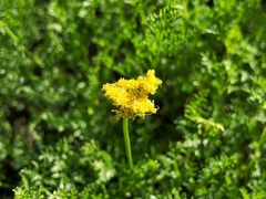 Cymopterus terebinthinus