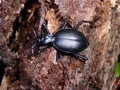 Scaphinotus cristatus