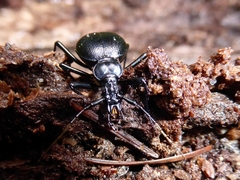 Scaphinotus cristatus